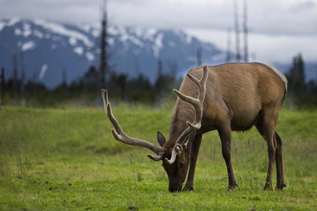 118 Alaska Wildlife and Conservation Center, Wapiti Hert.jpg